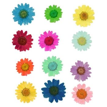 12 in 1 Multicolored Daisy Flowers (Naturally Preserved | Dried | Pressed) (Epoxy Resin | Candles | UV Resin | Craft)