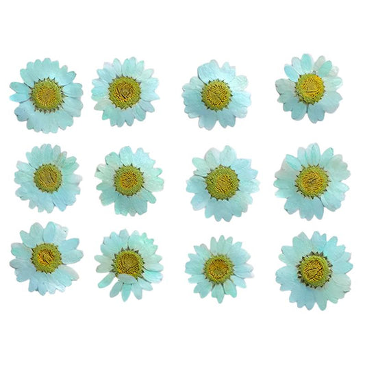 Aquamarine Daisy Flowers (Naturally Preserved | Dried | Pressed) (Epoxy Resin | Candles | UV Resin | Craft)