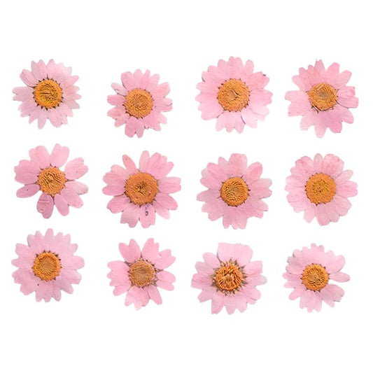 Baby Pink Daisy Flowers (Naturally Preserved | Dried | Pressed) (Epoxy Resin | Candles | UV Resin | Craft)