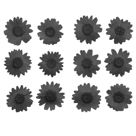 Black Daisy Flowers (Naturally Preserved | Dried | Pressed) (Epoxy Resin | Candles | UV Resin | Craft)