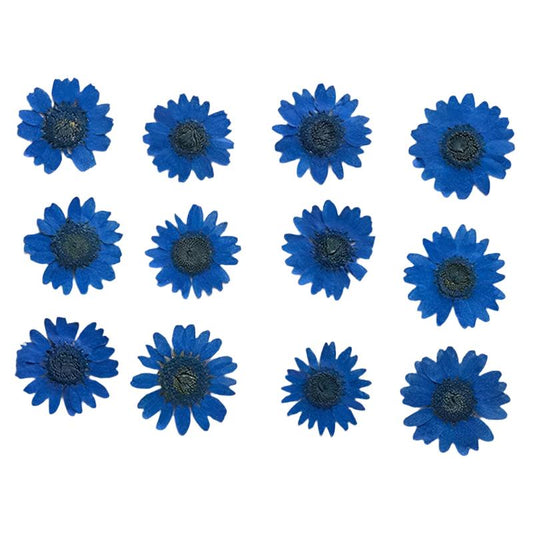 Blue Daisy Flowers (Naturally Preserved | Dried | Pressed) (Epoxy Resin | Candles | UV Resin | Craft)