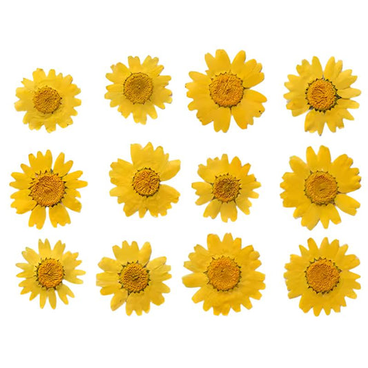 Light Orange Daisy Flowers (Naturally Preserved | Dried | Pressed) (Epoxy Resin | Candles | UV Resin | Craft)