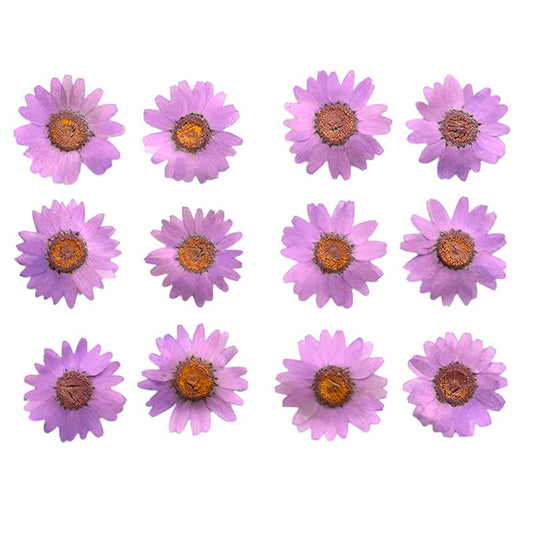 Light Pink Daisy Flowers (Naturally Preserved | Dried | Pressed) (Epoxy Resin | Candles | UV Resin | Craft)