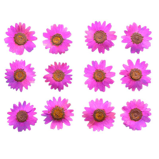 Magenta Daisy Flowers (Naturally Preserved | Dried | Pressed) (Epoxy Resin | Candles | UV Resin | Craft)