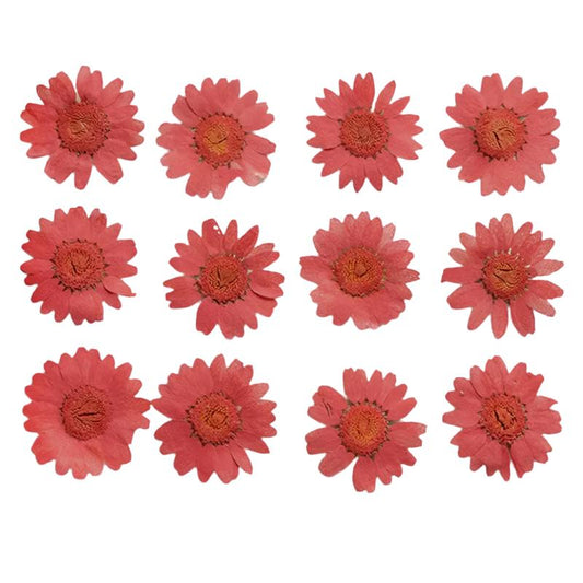 Maroon Daisy Flowers (Naturally Preserved | Dried | Pressed) (Epoxy Resin | Candles | UV Resin | Craft)