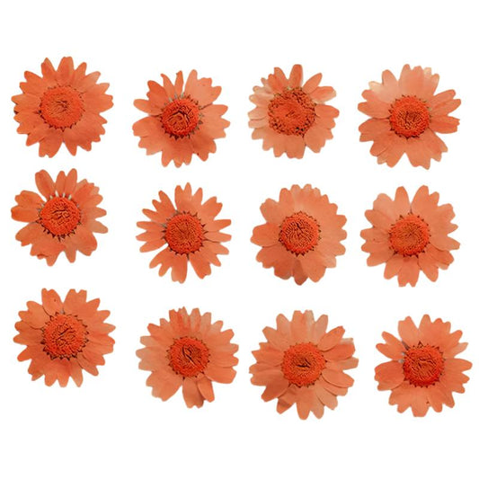 Orange Daisy Flowers (Naturally Preserved | Dried | Pressed) (Epoxy Resin | Candles | UV Resin | Craft)