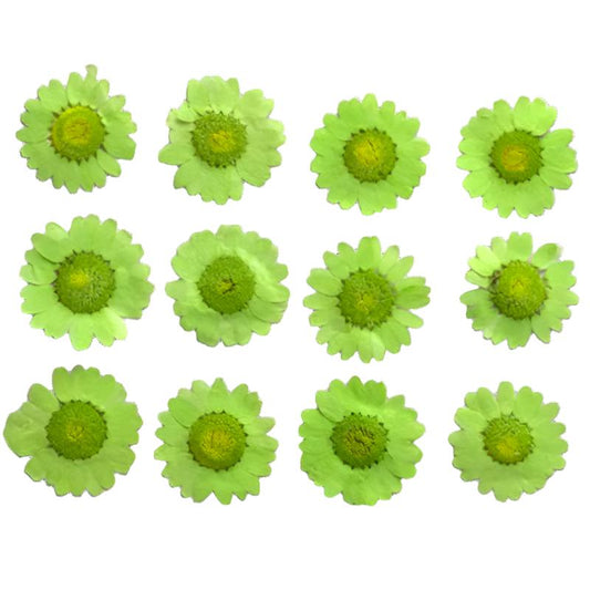 Parrot Green Daisy Flowers (Naturally Preserved | Dried | Pressed) (Epoxy Resin | Candles | UV Resin | Craft)