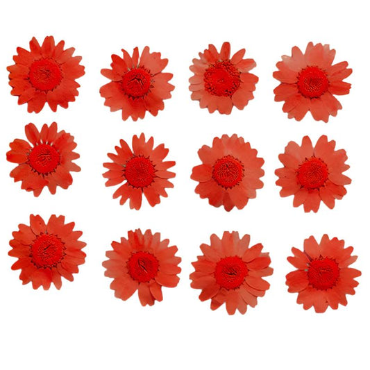 Peach Daisy Flowers (Naturally Preserved | Dried | Pressed) (Epoxy Resin | Candles | UV Resin | Craft)