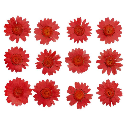 Red Daisy Flowers (Naturally Preserved | Dried | Pressed) (Epoxy Resin | Candles | UV Resin | Craft)