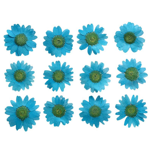 Sky Blue Daisy Flowers (Naturally Preserved | Dried | Pressed) (Epoxy Resin | Candles | UV Resin | Craft)