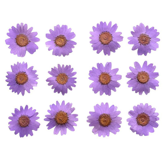 Violet Daisy Flowers (Naturally Preserved | Dried | Pressed) (Epoxy Resin | Candles | UV Resin | Craft)