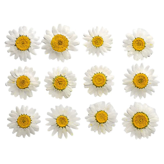 White Daisy Flowers (Naturally Preserved | Dried | Pressed) (Epoxy Resin | Candles | UV Resin | Craft)