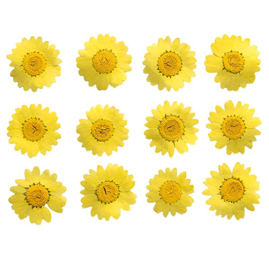 Yellow Daisy Flowers (Naturally Preserved | Dried | Pressed) (Epoxy Resin | Candles | UV Resin | Craft)