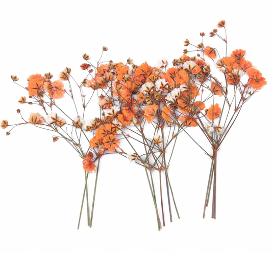 Orange Baby's Breath Flowers (Naturally Preserved | Dried | Pressed) (Epoxy Resin | Candles | UV Resin | Craft)