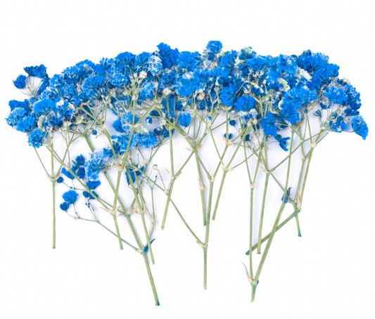 Blue Baby's Breath Flowers (Naturally Preserved | Dried | Pressed) (Epoxy Resin | Candles | UV Resin | Craft)