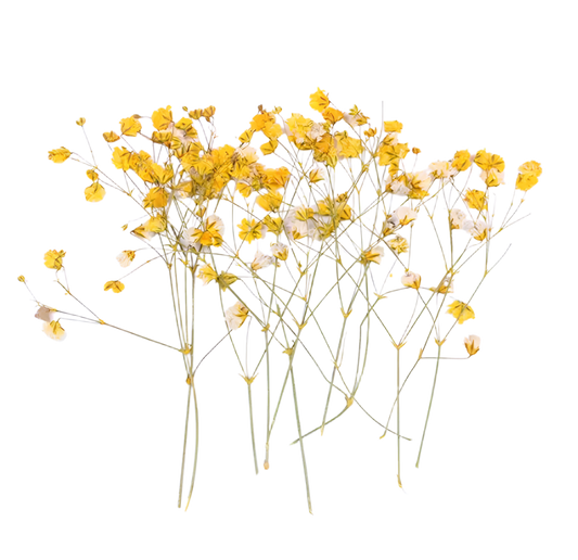 Yellow Baby's Breath Flowers (Naturally Preserved | Dried | Pressed) (Epoxy Resin | Candles | UV Resin | Craft)