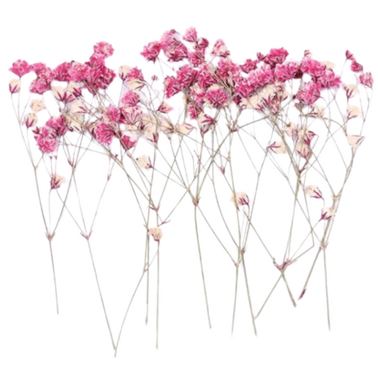 Dark Pink Baby's Breath Flowers (Naturally Preserved | Dried | Pressed) (Epoxy Resin | Candles | UV Resin | Craft)