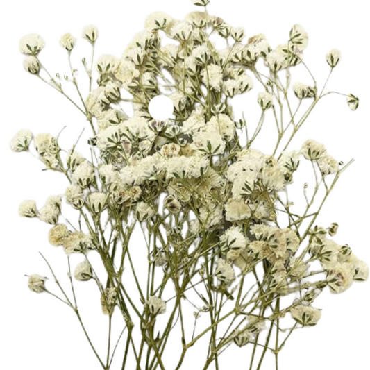 White Baby's Breath Flowers (Naturally Preserved | Dried | Pressed) (Epoxy Resin | Candles | UV Resin | Craft)