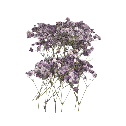 Lilac Baby's Breath Flowers (Naturally Preserved | Dried | Pressed) (Epoxy Resin | Candles | UV Resin | Craft)