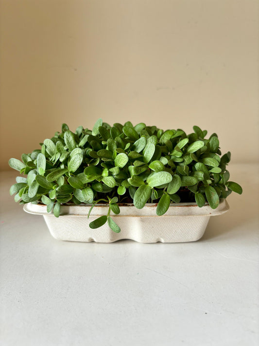 Microgreens in a Box - DIY Kit (Mustard, Fenugreek & Wheat) (Beginner-Friendly | Age > 4 years)