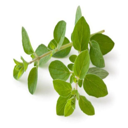 Buy Oregano Essential Oil Online in India - The Art Connect