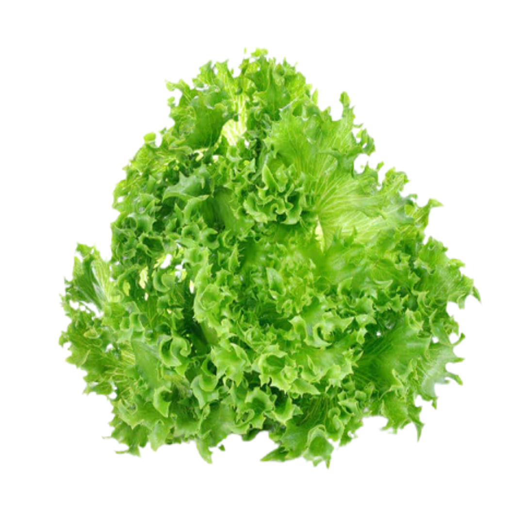 Organic, Non-GMO, Open-Pollinated, Non-Hybrid, Lettuce Grand Rapid Greens