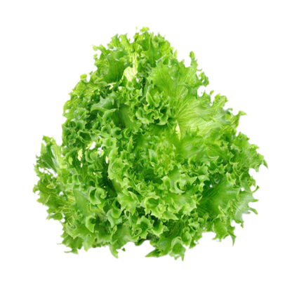 Organic, Non-GMO, Open-Pollinated, Non-Hybrid, Lettuce Grand Rapid Greens