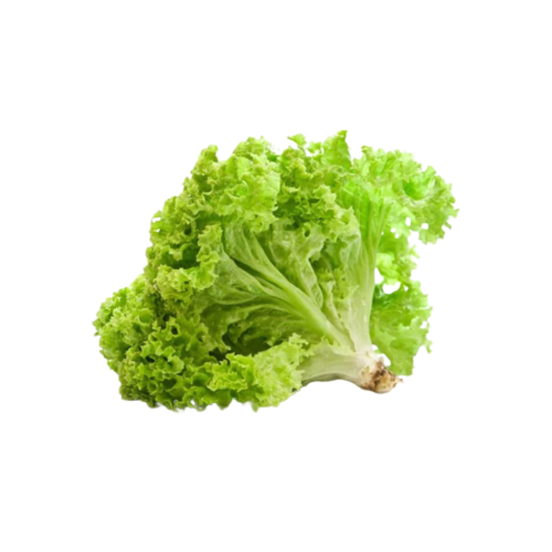 Buy Lettuce Grand Rapid Seeds Online in India - The Art Connect