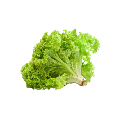 Buy Lettuce Grand Rapid Seeds Online in India - The Art Connect