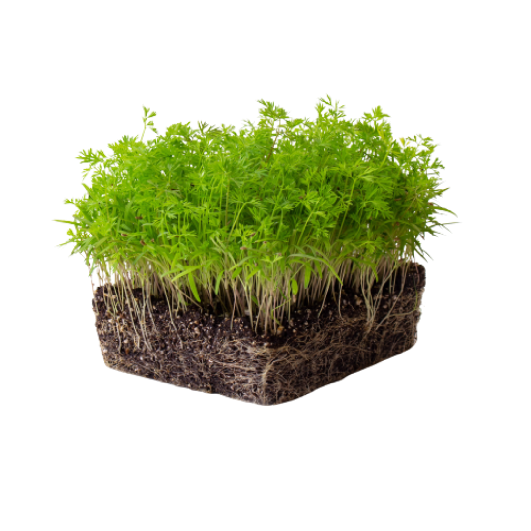 Buy Carrot Orange Microgreen Seeds (Organic, Non-Hybrid, Non-GMO, Open-Pollinated) with assured 80-95% Germination Online in India - The Art Connect