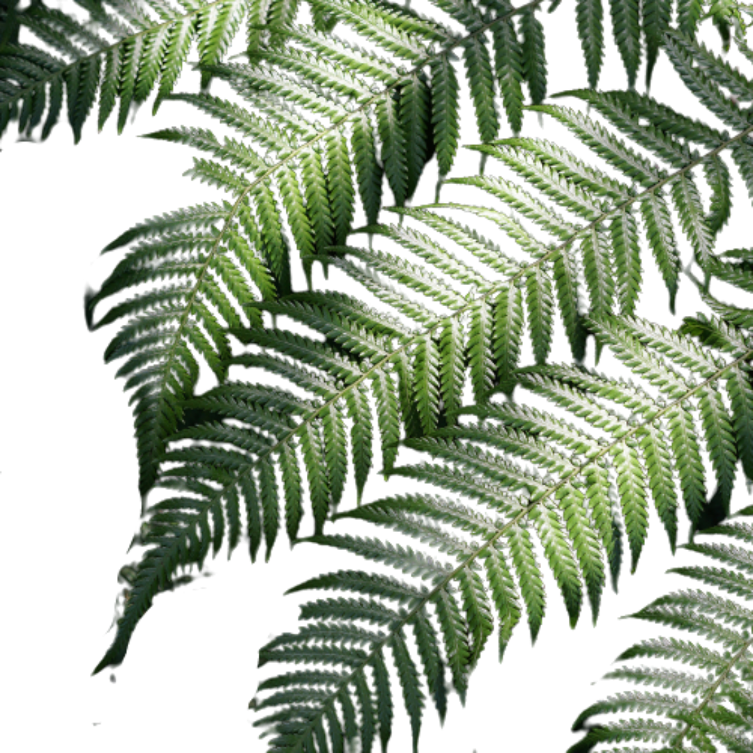 फ़र्न और अकाई खुशबू तेल