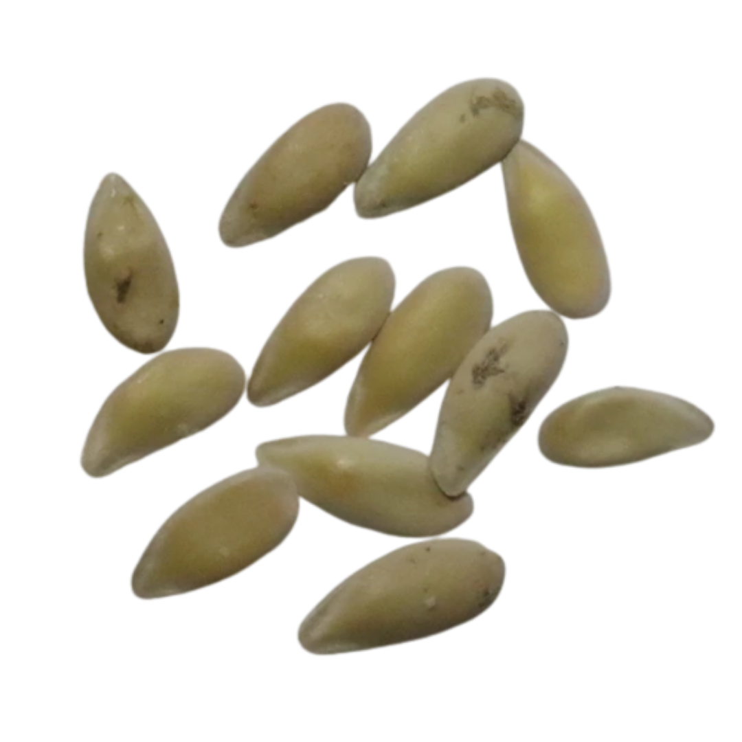 Organic, Non-Hybrid, Non-GMO, Open-Pollinated Muskmelon Seeds