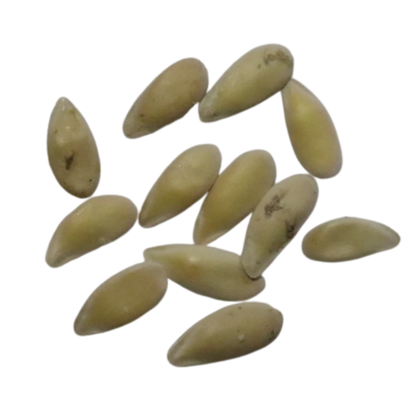 Organic, Non-Hybrid, Non-GMO, Open-Pollinated Muskmelon Seeds